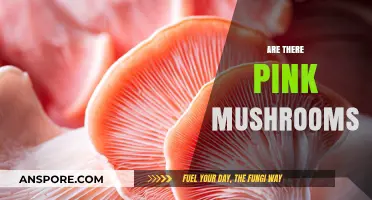 Unveiling the Pink Mushrooms: Nature's Rare Delicacy