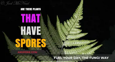 Discovering Plants with Spores: Unveiling Nature's Unique Reproduction Methods