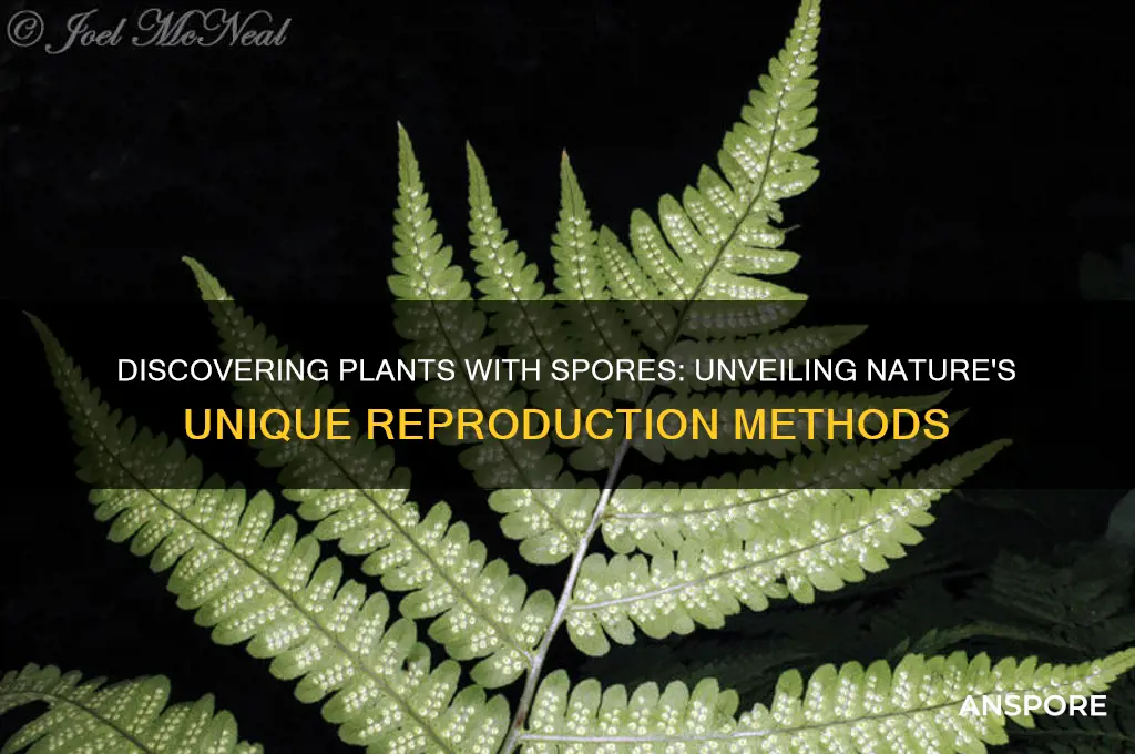 are there plants that have spores