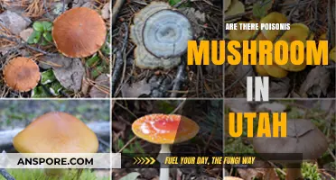 Utah's Mushroom Poisoning Problem