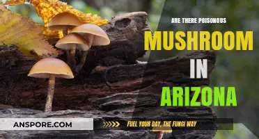Poisonous Mushrooms in Arizona: Identifying Risks and Staying Safe