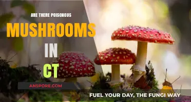 Poisonous Mushrooms in Connecticut: Identifying Risks and Staying Safe