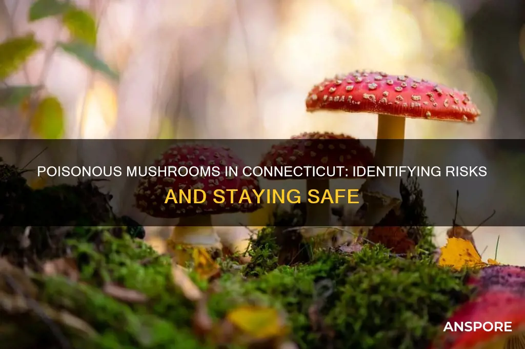 are there poisonous mushrooms in ct