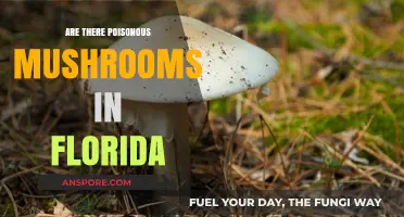 Florida's Fungal Dangers: Identifying Poisonous Mushrooms in the Sunshine State