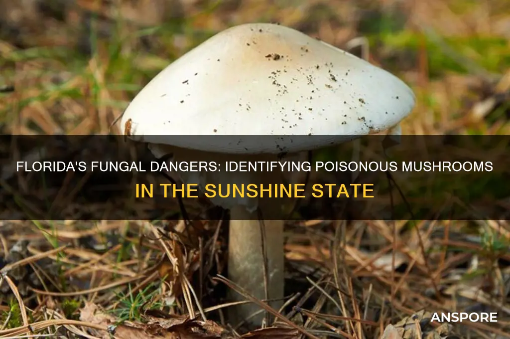 are there poisonous mushrooms in florida