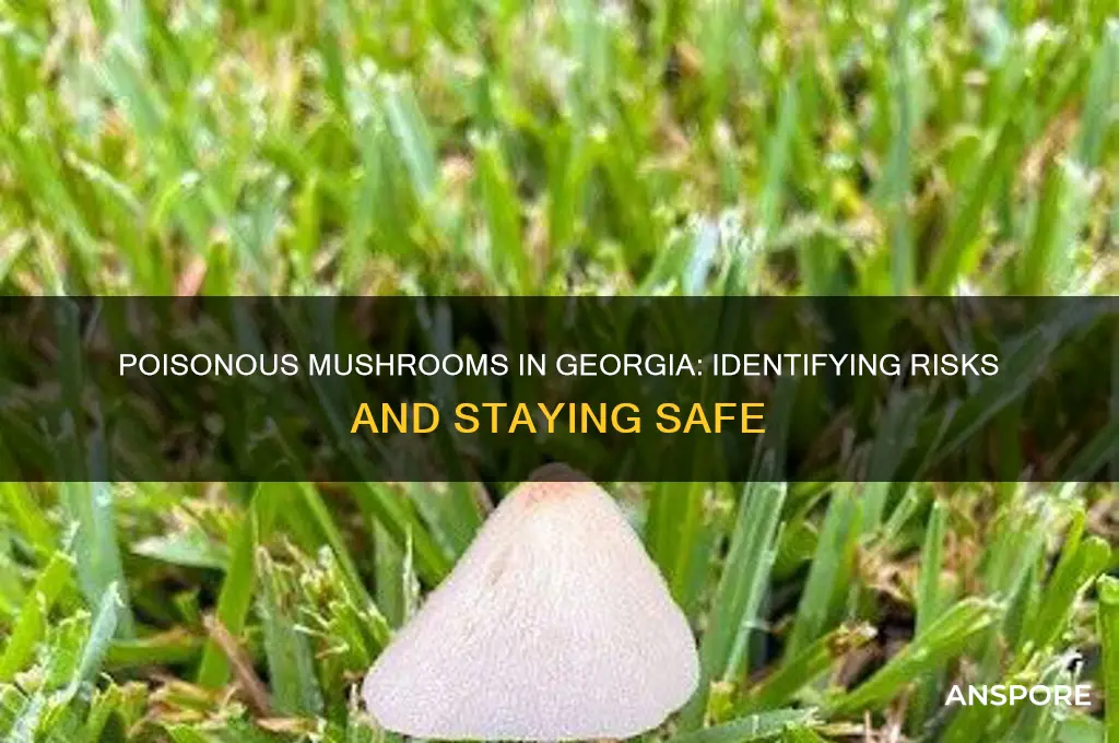 are there poisonous mushrooms in georgia