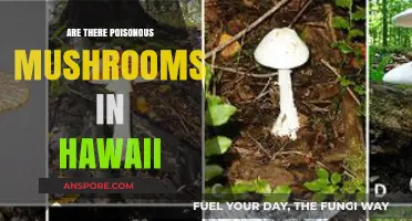 Hawaii's Hidden Dangers: Are There Poisonous Mushrooms in the Islands?