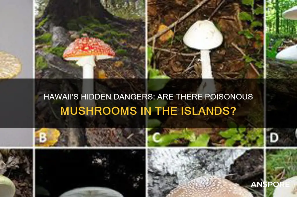 are there poisonous mushrooms in hawaii
