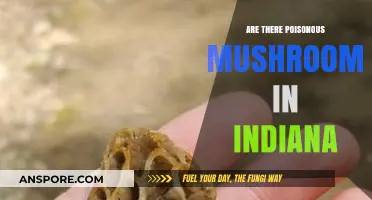 Indiana's Poisonous Mushrooms: Identifying Toxic Fungi in the Hoosier State