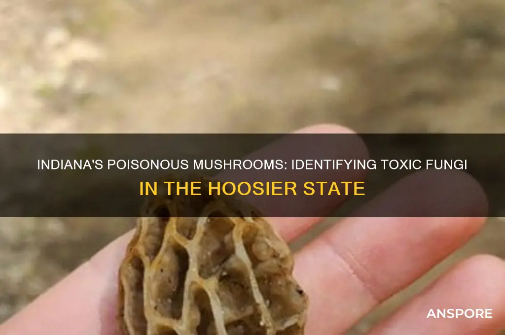 are there poisonous mushrooms in indiana