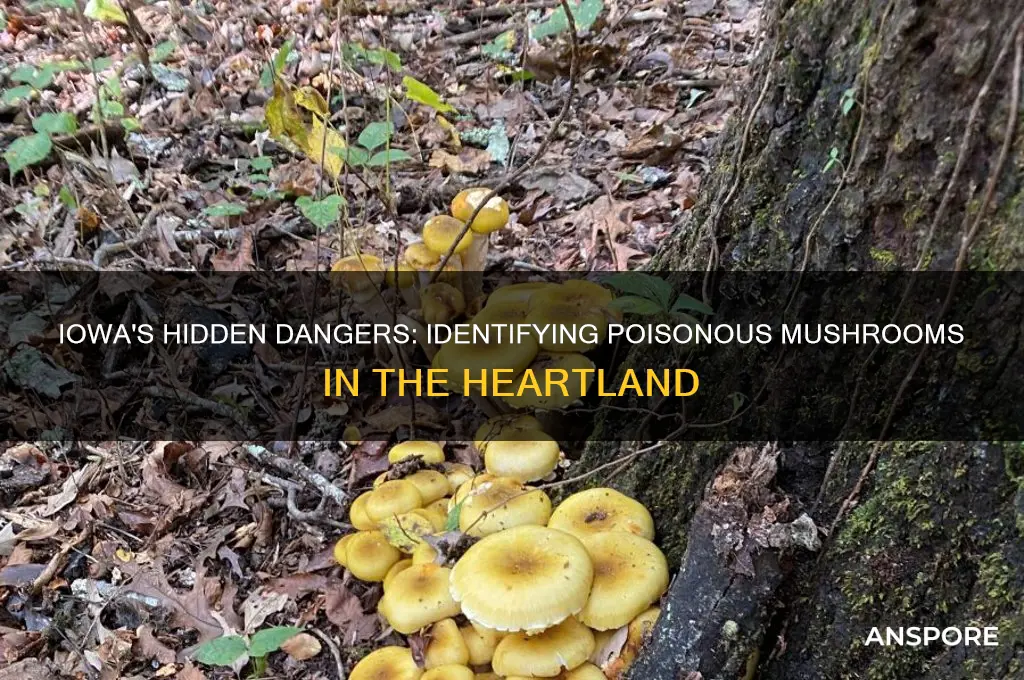 are there poisonous mushrooms in iowa