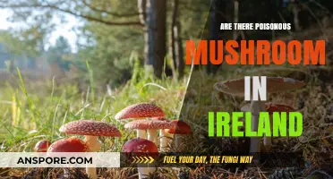 Poisonous Mushrooms in Ireland: Identifying Risks and Staying Safe