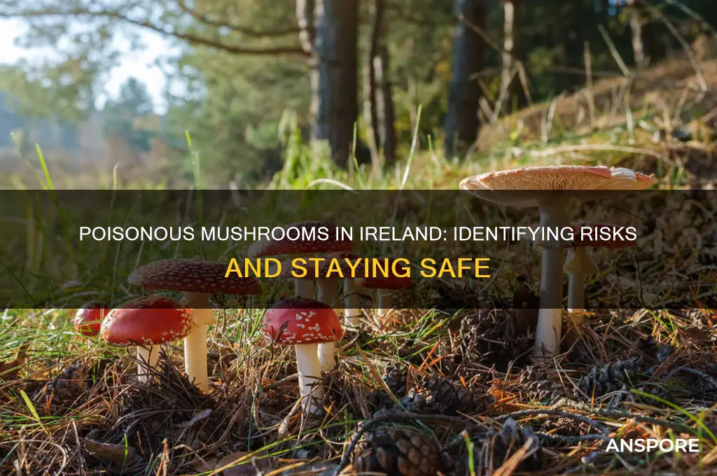 are there poisonous mushrooms in ireland