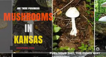 Kansas Mushrooms: Identifying Poisonous Varieties in the Sunflower State