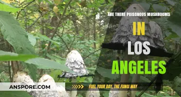 Poisonous Mushrooms in Los Angeles: Risks, Identification, and Safety Tips