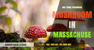 Identifying Poisonous Mushrooms in Massachusetts: A Guide to Stay Safe