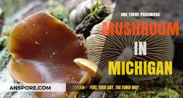Identifying Poisonous Mushrooms in Michigan: Risks, Safety, and Prevention Tips
