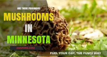 Identifying Poisonous Mushrooms in Minnesota: A Guide to Stay Safe