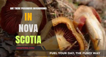 Poisonous Mushrooms in Nova Scotia: Identifying Risks and Staying Safe