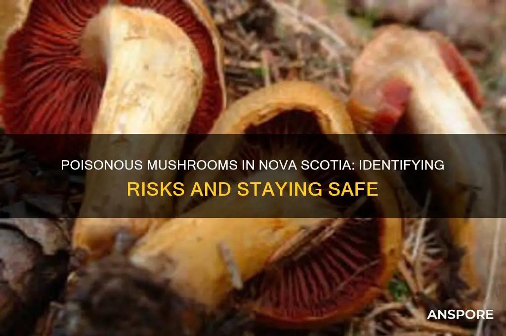 are there poisonous mushrooms in nova scotia