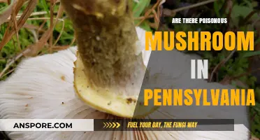 Poisonous Mushrooms in Pennsylvania: Identifying Deadly Fungi in the Wild