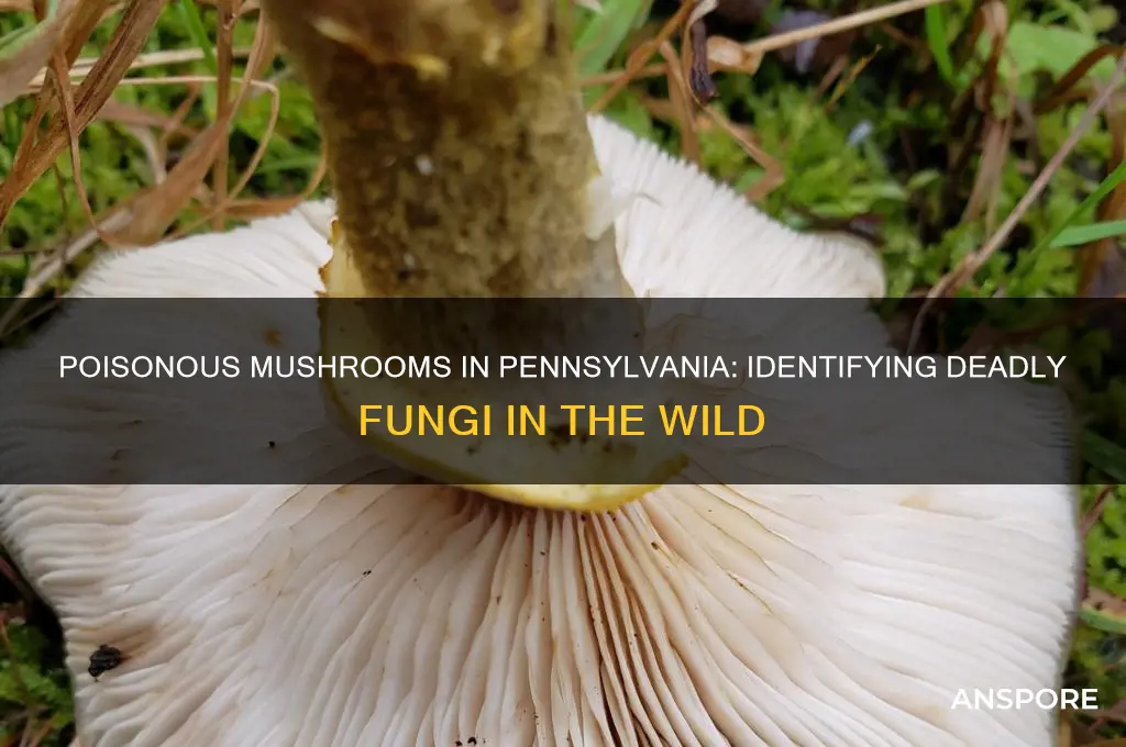 are there poisonous mushrooms in pennsylvania