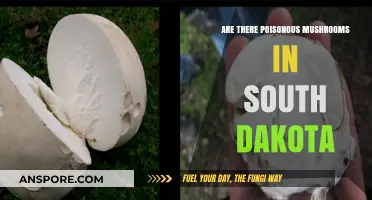 Poisonous Mushrooms in South Dakota: Identifying Risks and Staying Safe