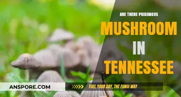 Poisonous Mushrooms in Tennessee: Identifying Risks and Staying Safe