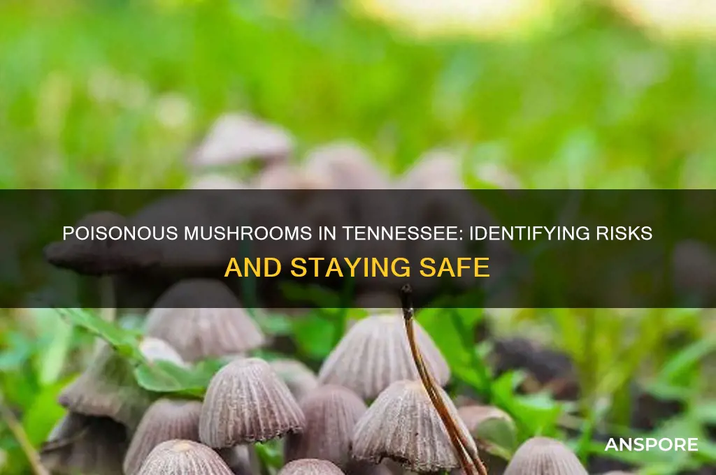 are there poisonous mushrooms in tennessee