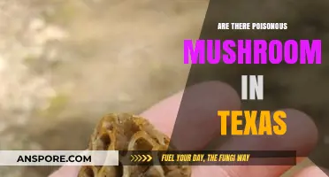 Toxic Fungi in Texas: Identifying Poisonous Mushrooms in the Lone Star State