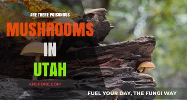 Utah's Hidden Dangers: Identifying Poisonous Mushrooms in the Wild