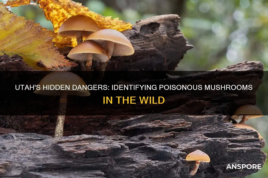 are there poisonous mushrooms in utah