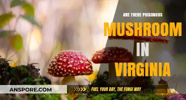 Identifying Poisonous Mushrooms in Virginia: A Guide to Stay Safe