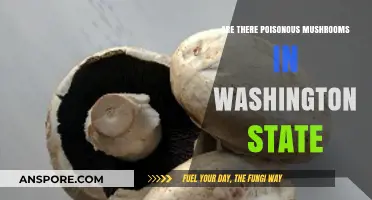 Poisonous Mushrooms in Washington: Identifying Risks and Staying Safe
