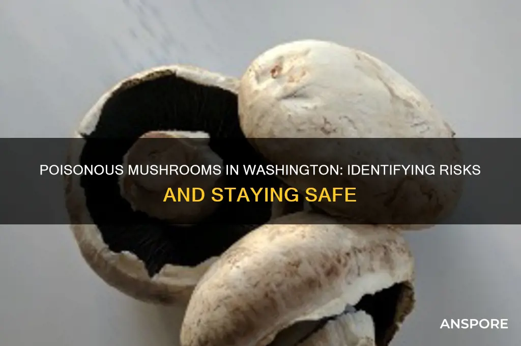 are there poisonous mushrooms in washington state