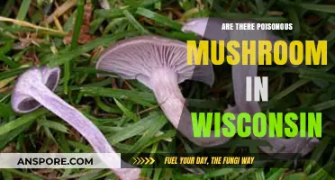 Wisconsin's Wild Mushrooms: Identifying Poisonous Varieties and Staying Safe