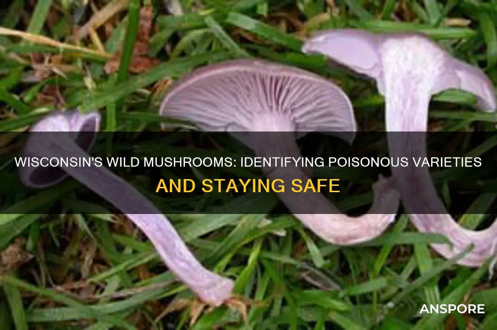 are there poisonous mushrooms in wisconsin