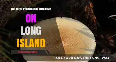Long Island's Hidden Dangers: Are There Poisonous Mushrooms Nearby?