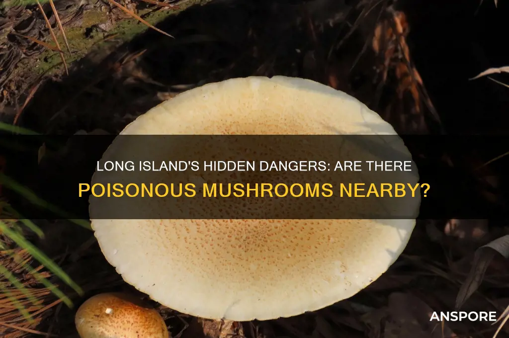 are there poisonous mushrooms on long island