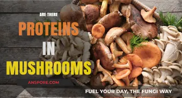Mushrooms: A Rich Source of Proteins?