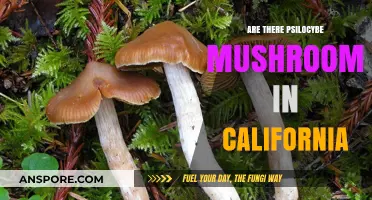 Psilocybe Mushrooms in California: What You Need to Know