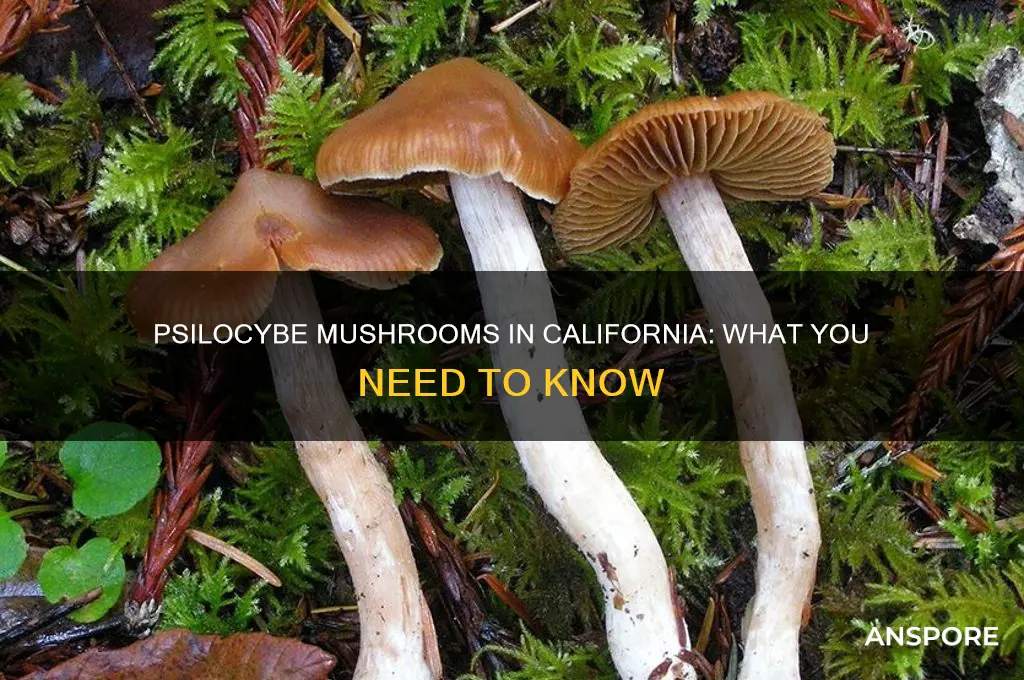 are there psilocybe mushrooms in california