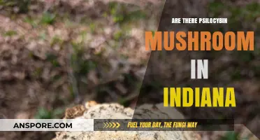 Psilocybin Mushrooms in Indiana: What You Need to Know