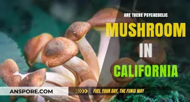 California's Psychedelic Mushroom Hunting