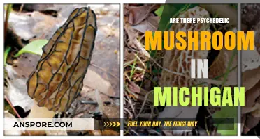 Finding Psychedelic Mushrooms in Michigan: A Guide
