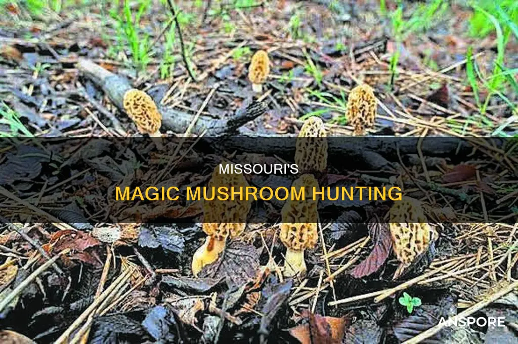 are there psychedelic mushrooms in missouri