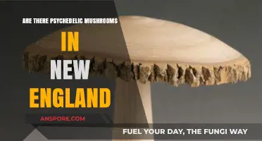 Exploring the Psychedelic Mushroom Scene in New England