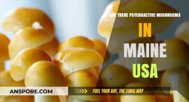 Psychoactive Mushrooms: Maine's Mind-Altering Fungi