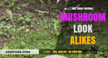 Puffball Mushroom Look-Alikes: Identifying Safe vs. Toxic Species