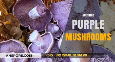 Mushroom Magic: Unveiling the Purple Variety